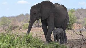 Tembe Elephant Park | Explore.org